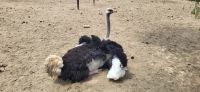 114 Highgate Straußenfarm