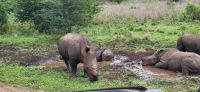 159 vier Nashörner auf einmal