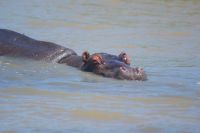 172 Hippos im St Lucia Lake