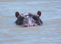 173 Hippos im St Lucia Lake