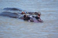 174 Hippos im St Lucia Lake