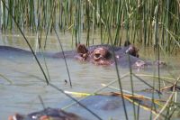 175 Hippos im St Lucia Lake