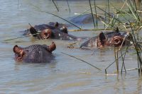 176 Hippos im St Lucia Lake8