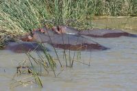 177 Hippoputzstation