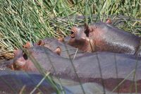 178 Hippoputzstation