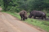 188 Breitmaulnashörner