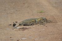 189 Waran beim Käfermahl