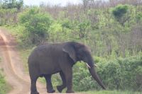 191 Elefant im Hluhluwe NP