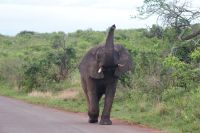 193 er kann uns riechen