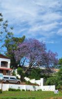 348 Jacaranda Baum