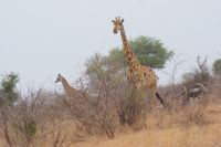360 Giraffen