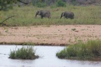 362 Elefanten am Sabie Fluss