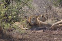 384 Löwensichtung im Krüger Park