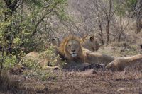 385 Löwensichtung im Krüger Park