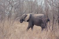 376 Elefantensichtung im Krüger Park