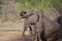 379 Elefantensichtung im Krüger Park