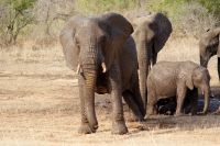 381 Elefantensichtung im Krüger Park