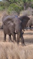 400 Elefant Krüger Park