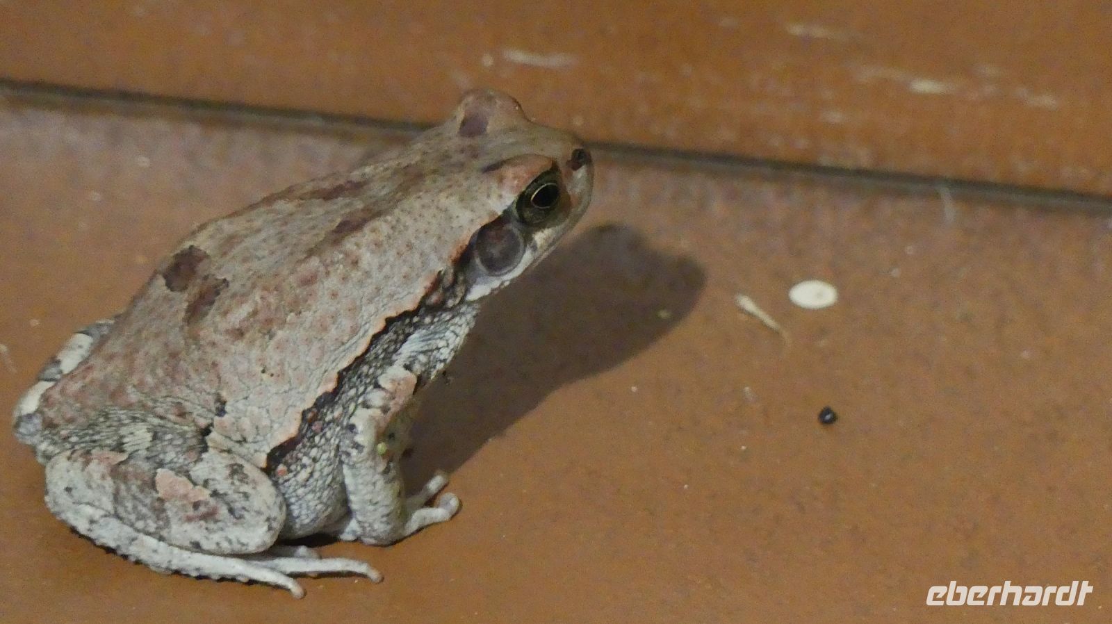 Südafrika - Hazyview - verwunschener Prinz