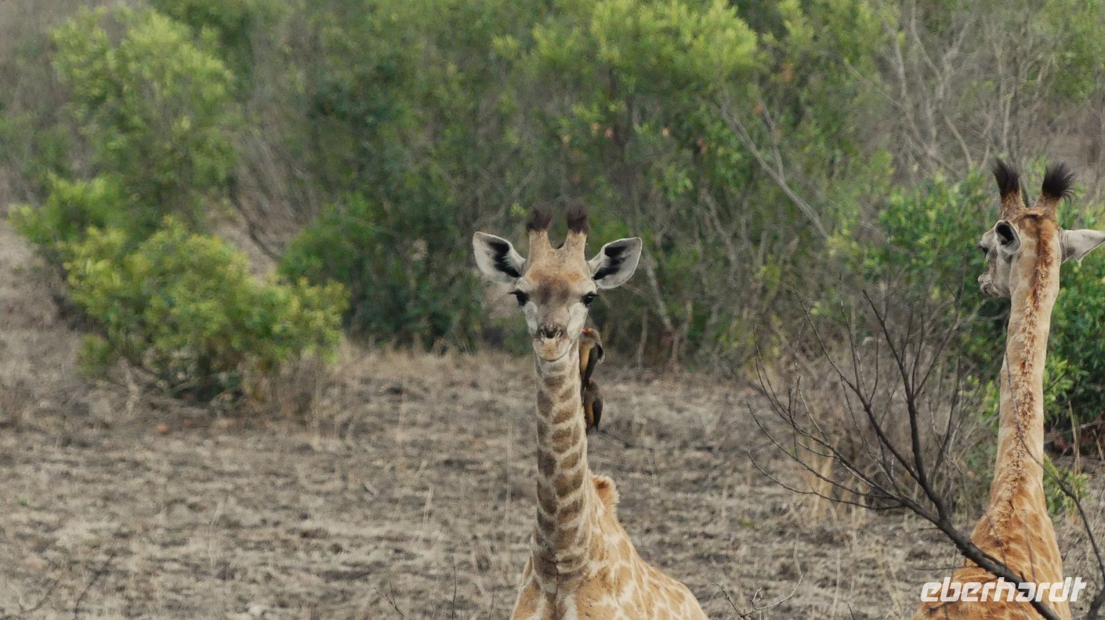 Südafrika - Kruger Nationalpark - Giraffen Kids