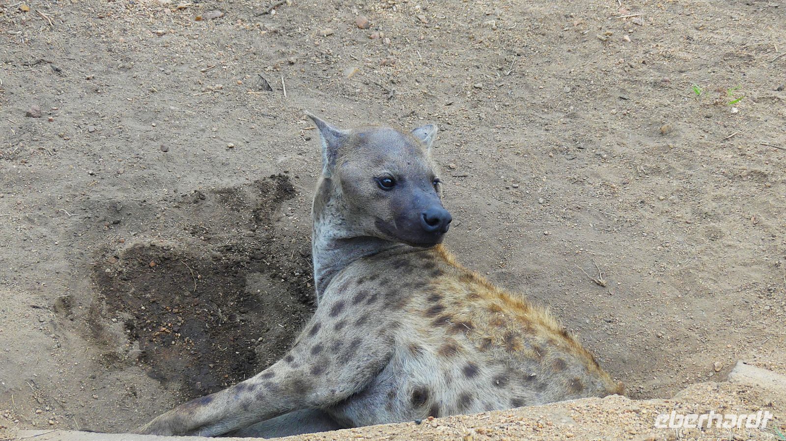 Südafrika - Kruger Nationalpark - Hyäne