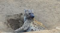 Südafrika - Kruger Nationalpark - Hyäne