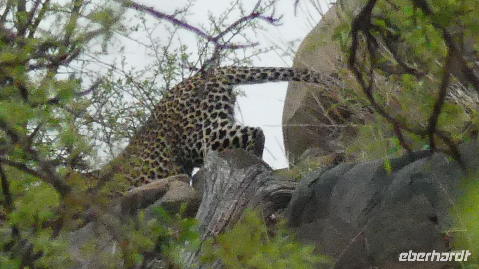Südafrika - Kruger Nationalpark - Leopard