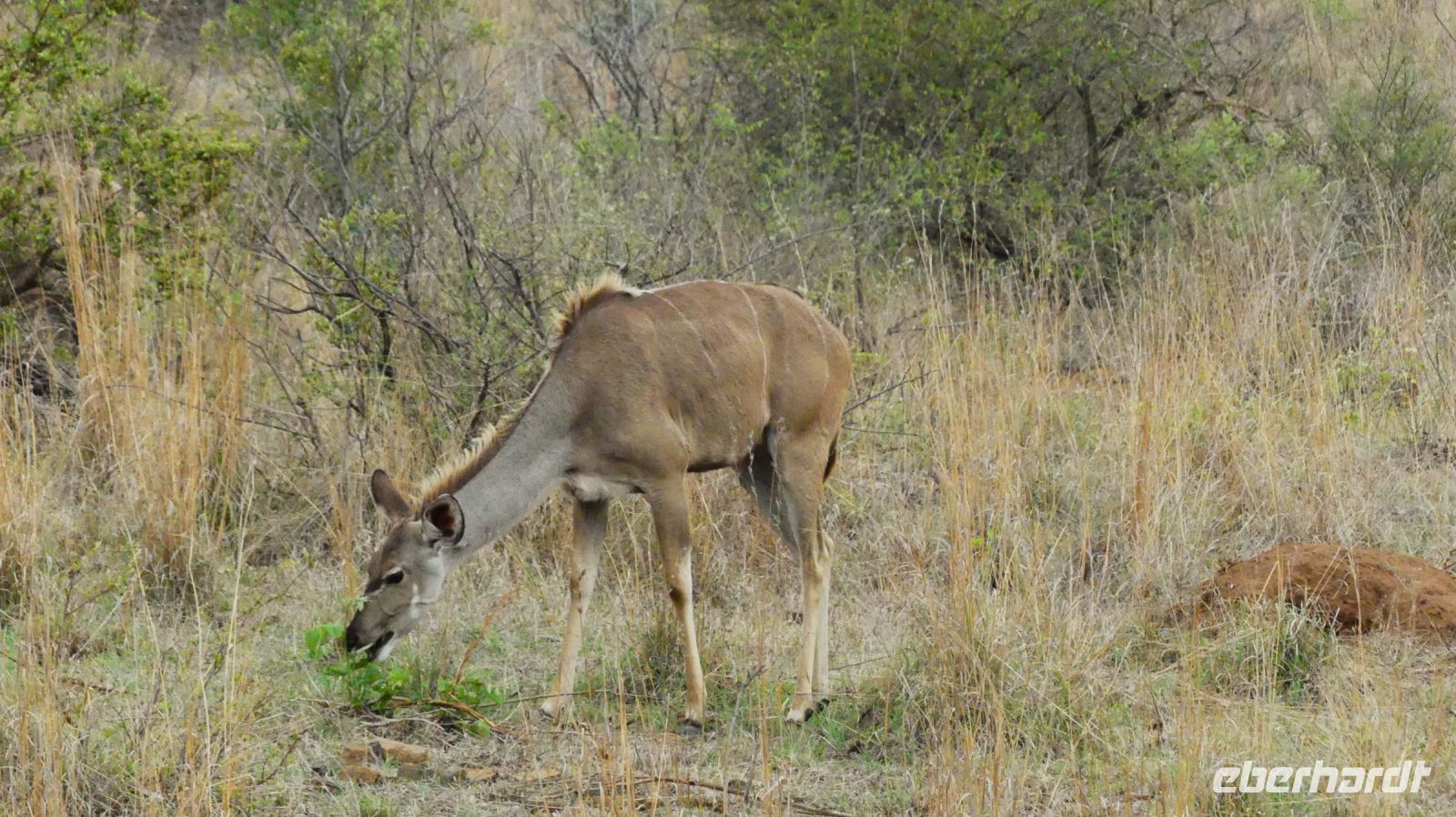 Südafrika - Kruger Nationalpark - Kudu Dame
