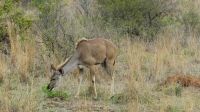 Südafrika - Kruger Nationalpark - Kudu Dame