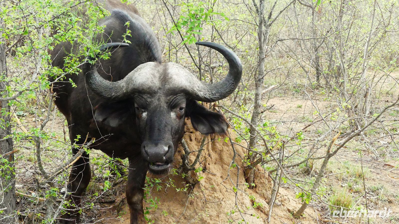 Südafrika - Kruger Nationalpark - Büffel