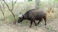 Südafrika - Kruger Nationalpark - Büffel