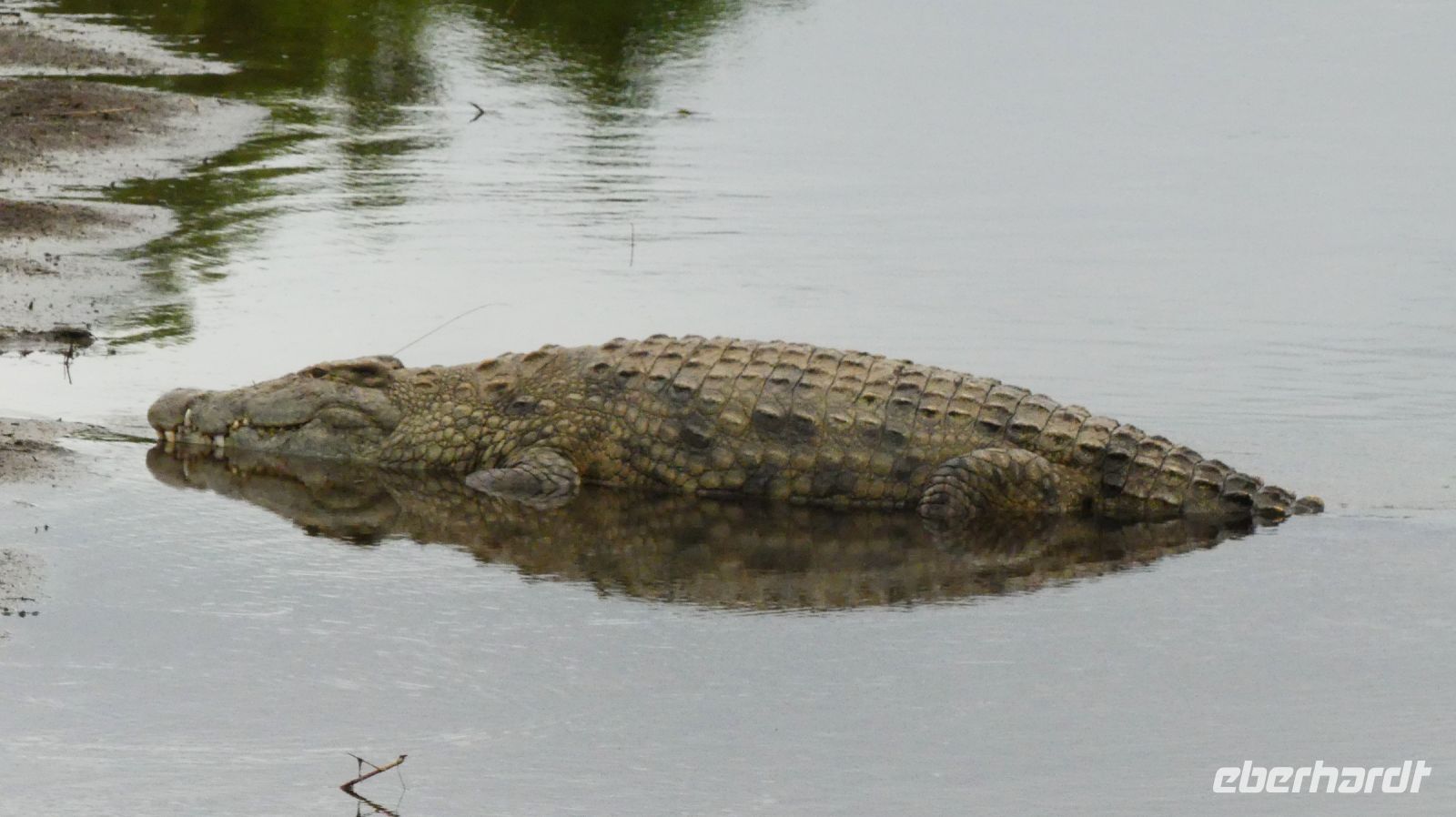 Südafrika - Kruger Nationalpark - Krokodil