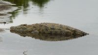 Südafrika - Kruger Nationalpark - Krokodil
