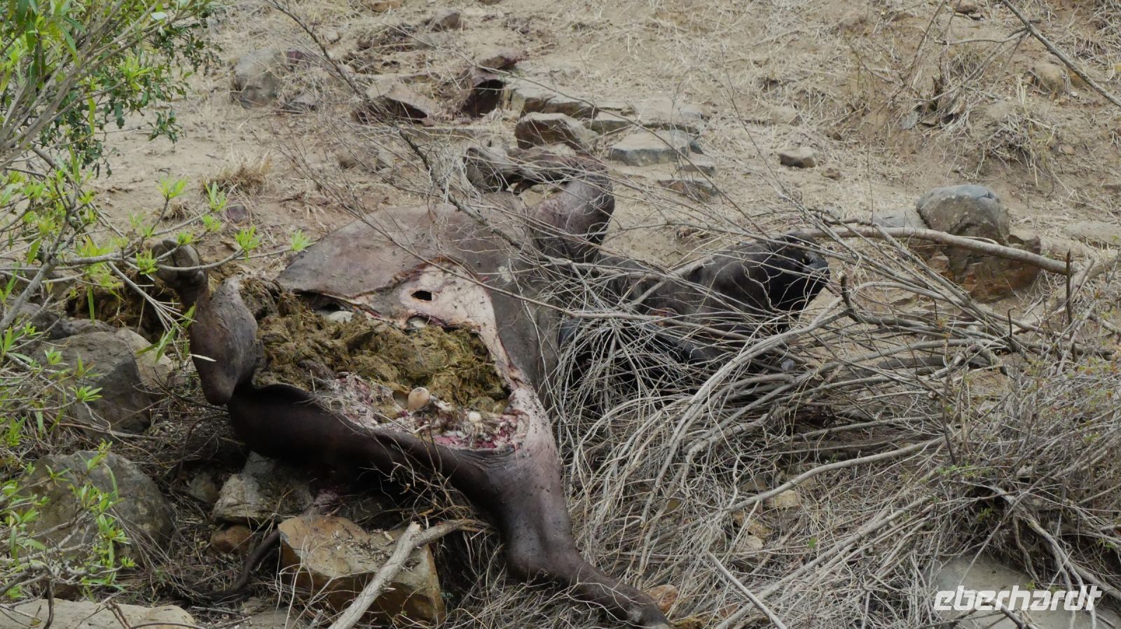 Südafrika - Kruger Nationalpark - Reste vom Löwen Frühstück