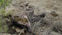 Südafrika - Kruger Nationalpark - Reste vom Löwen Frühstück