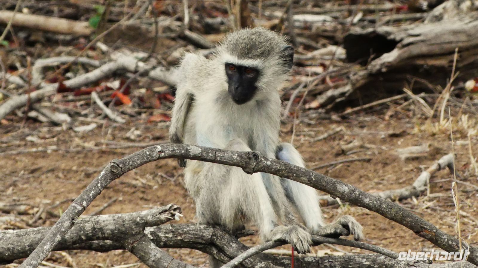 Südafrika - Kruger Nationalpark - Meerkatze
