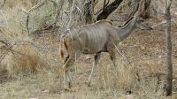Südafrika - Kruger Nationalpark - Kudu Dame