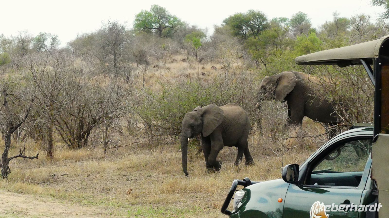 Südafrika - Kruger Nationalpark - Reste vom Löwen Frühstück