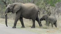 Südafrika - Kruger Nationalpark - Elefanten-Mama mit Nachwuchs
