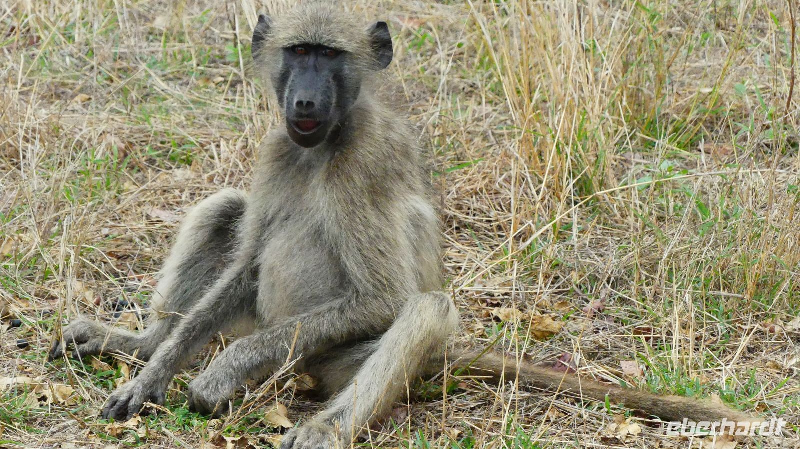 Südafrika - Kruger Nationalpark - Pavian