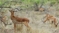 Südafrika - Kruger Nationalpark - Impala Böcke