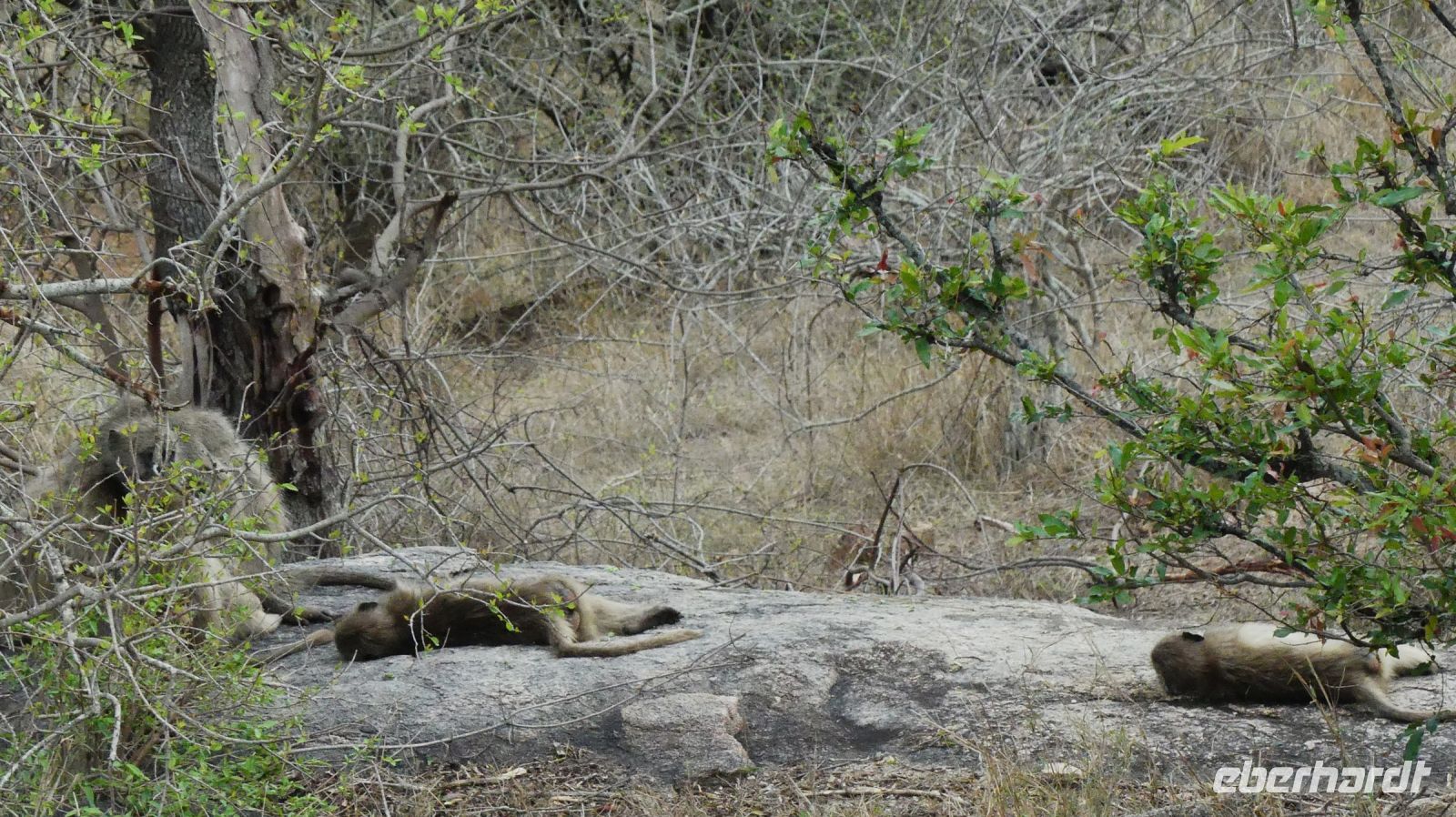 Südafrika - Kruger Nationalpark - Langschläfer