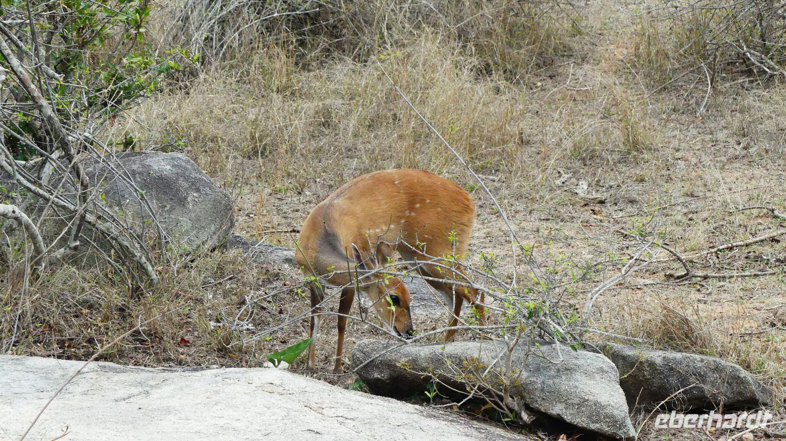 Südafrika - Kruger Nationalpark - Buschbock