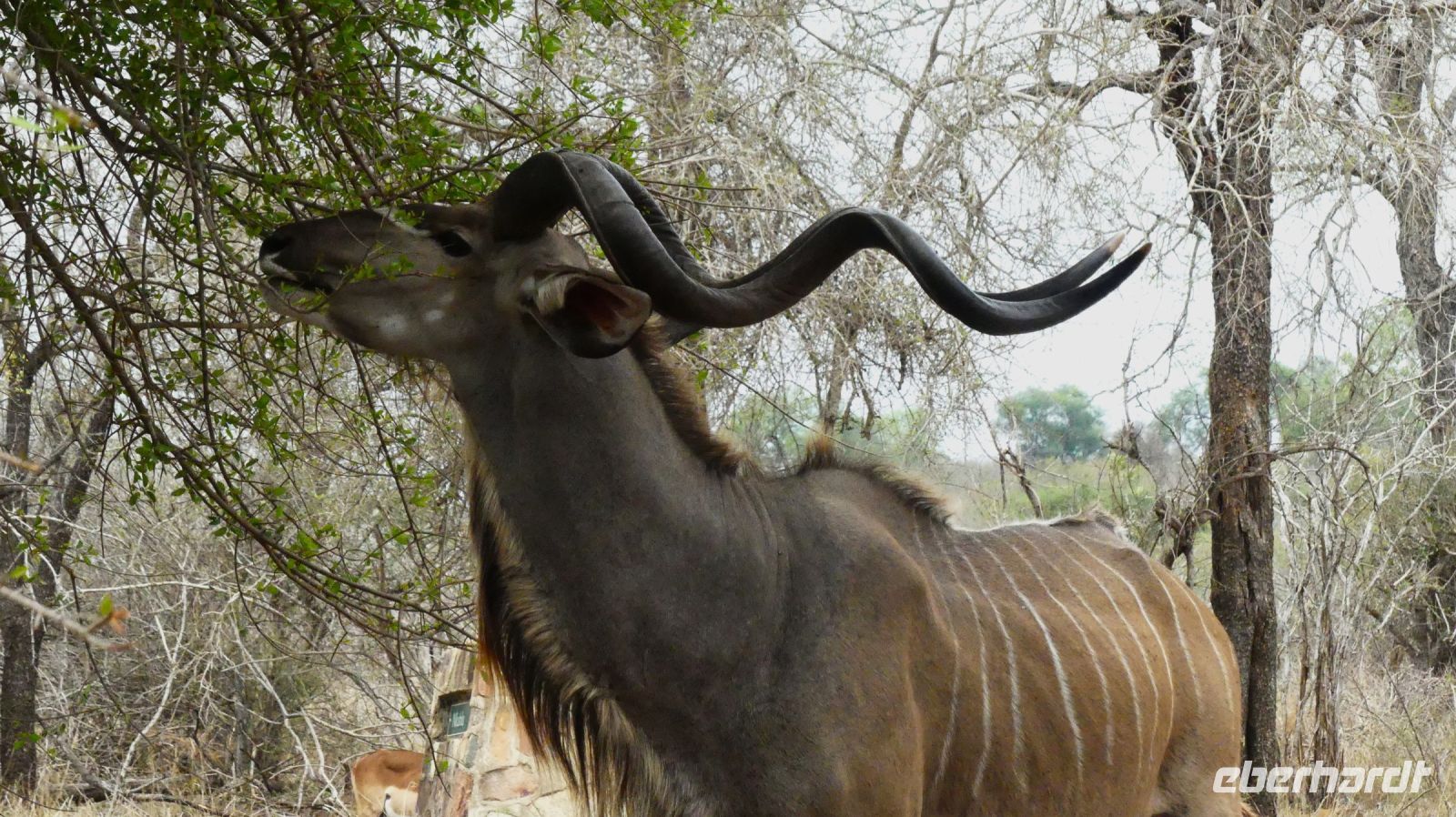 Südafrika - Kruger Nationalpark - staatlicher Kudu Bock