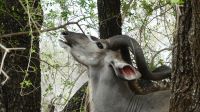 Südafrika - Kruger Nationalpark - staatlicher Kudu Bock