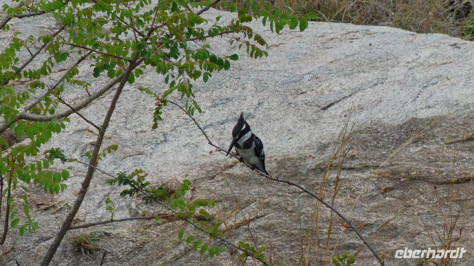 Südafrika - Kruger Nationalpark - Graufischer