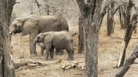 Südafrika - Kruger Nationalpark - und wieder Elefanten