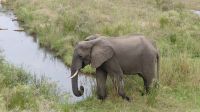 Südafrika - Kruger Nationalpark - Elefanten im Flussbett