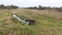 Südafrika - Kruger Nationalpark - Elefanten im Flussbett