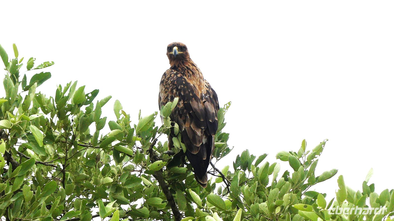 Südafrika - Kruger Nationalpark - Raubadler